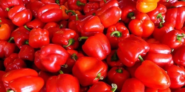 تصویر 3 از قیمت خرید فلفل دلمه خام عمده به صرفه و ارزان